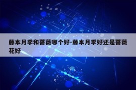 藤本月季和蔷薇哪个好-藤本月季好还是蔷薇花好